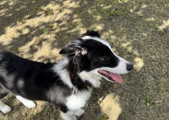 5 aylık b scrli dişi border collie